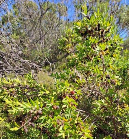 Diospyros glabra big, burdened bush